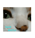 猫のSeeちゃん 2（個別スタンプ：2）