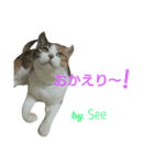 猫のSeeちゃん 2（個別スタンプ：6）
