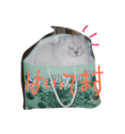 竜あれこれ（個別スタンプ：5）