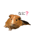 モルモット.......（個別スタンプ：4）