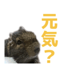 デグーのさすけとゆかいな仲間たち！（個別スタンプ：5）