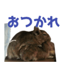 デグーのさすけとゆかいな仲間たち！（個別スタンプ：9）