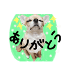 ちわわのとらくん3（個別スタンプ：2）