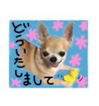 ちわわのとらくん3（個別スタンプ：3）