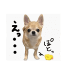 ちわわのとらくん3（個別スタンプ：15）