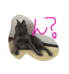 I love cats...（個別スタンプ：1）