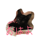 I love cats...（個別スタンプ：2）