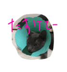 I love cats...（個別スタンプ：4）