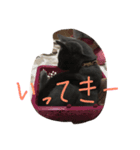 I love cats...（個別スタンプ：6）