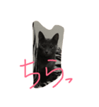 I love cats...（個別スタンプ：7）