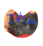 I love cats...（個別スタンプ：8）