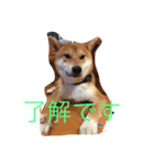 芝犬 そら二郎（個別スタンプ：3）