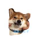 芝犬 そら二郎（個別スタンプ：4）