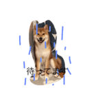 芝犬 そら二郎（個別スタンプ：5）