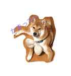 芝犬 そら二郎（個別スタンプ：6）