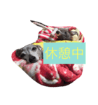 お豆さん's 3（個別スタンプ：1）