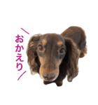 ダックスフンド/ちろるのスタンプ（個別スタンプ：7）