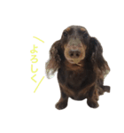 ダックスフンド/ちろるのスタンプ（個別スタンプ：11）