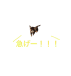 ダックスフンド/ちろるのスタンプ（個別スタンプ：17）