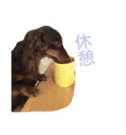 ダックスフンド/ちろるのスタンプ（個別スタンプ：22）