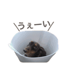 ダックスフンド/ちろるのスタンプ（個別スタンプ：34）