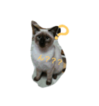 RunRunCat（個別スタンプ：1）