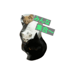 RunRunCat（個別スタンプ：6）