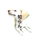 のんびりクロエちゃん（個別スタンプ：3）