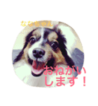 パピマル＊ななちゃん（個別スタンプ：13）