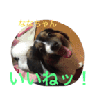 パピマル＊ななちゃん（個別スタンプ：16）