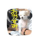 でんのスタンプ1（個別スタンプ：8）