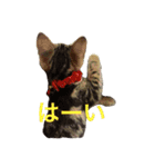chako1.2（個別スタンプ：5）