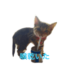 chako1.2（個別スタンプ：9）