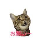 chako1.2（個別スタンプ：10）