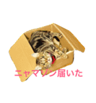 chako1.2（個別スタンプ：11）
