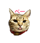 chako1.2（個別スタンプ：15）