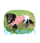 犬＆フェレット（個別スタンプ：1）