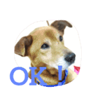 犬＆フェレット（個別スタンプ：2）