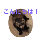犬＆フェレット（個別スタンプ：3）