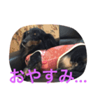 犬＆フェレット（個別スタンプ：4）