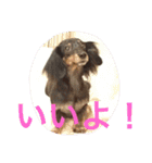 犬＆フェレット（個別スタンプ：5）