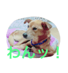 犬＆フェレット（個別スタンプ：7）