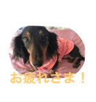 犬＆フェレット（個別スタンプ：8）