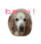 犬＆フェレット（個別スタンプ：9）