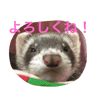 犬＆フェレット（個別スタンプ：12）