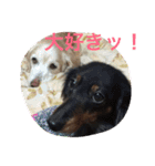 犬＆フェレット（個別スタンプ：14）
