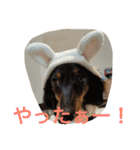 犬＆フェレット（個別スタンプ：15）