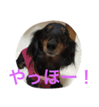 犬＆フェレット（個別スタンプ：16）