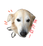 犬のNさん（個別スタンプ：1）