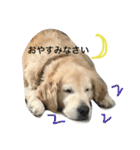 犬のNさん（個別スタンプ：2）
